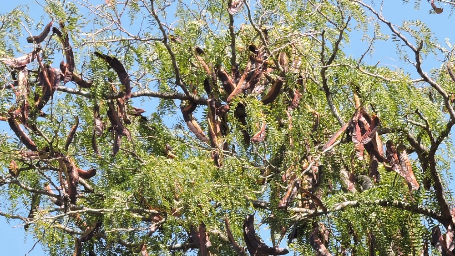 Acacia negra: ciencia y productores articulan acciones para frenar una invasión que afecta al agro pampeano