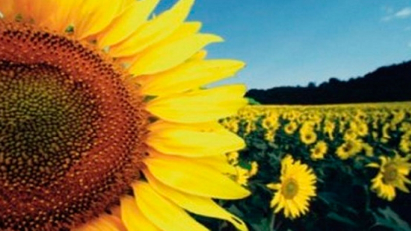 Cadena de valor del girasol: importancia macroeconómica y balance de  campaña 