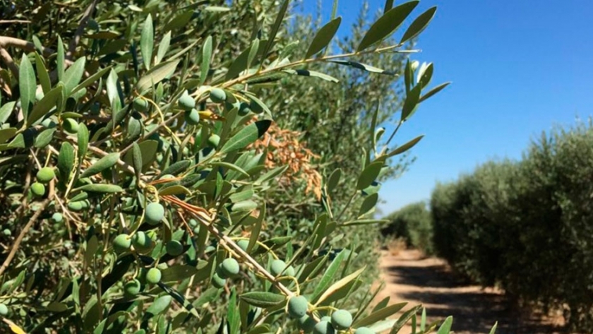 Una herramienta optimiza el uso de agua en olivar
