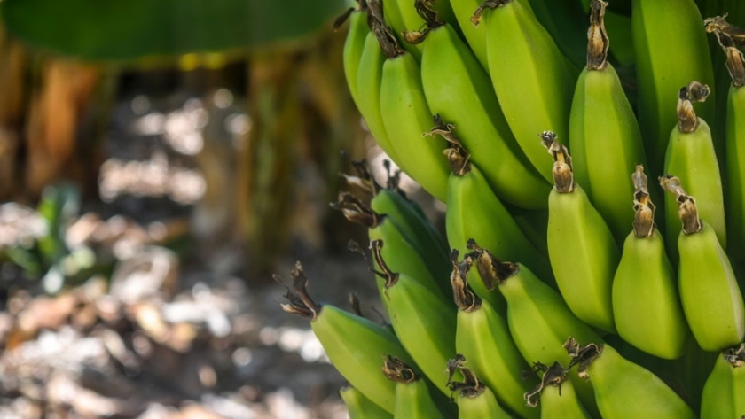 Aporte del CEDEVA a la formación de estudiantes de Ingeniería Agronómica