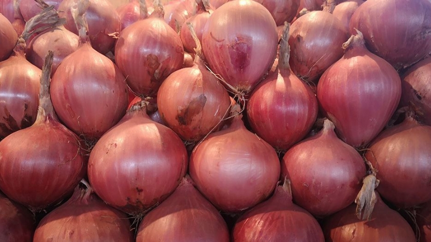 Agricultores peruanos buscan conquistar mercados de Brasil con cebolla arequipeña