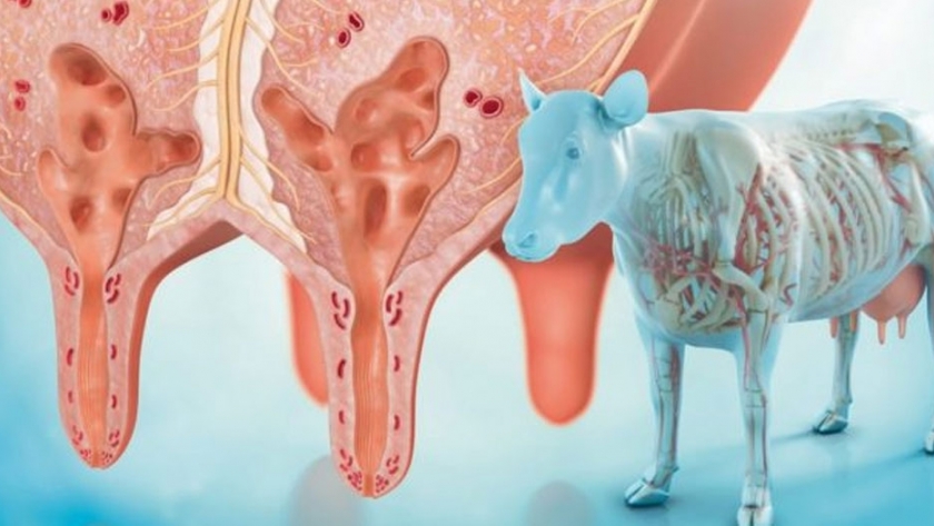 Nuevo descubrimiento podría ayudar al desarrollo de la esquiva vacuna contra la mastitis bovina