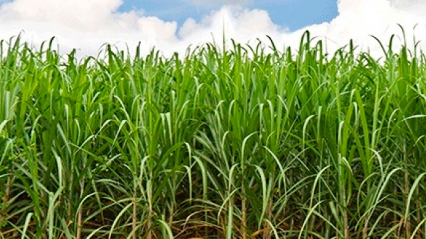 Lograr alta producción de biomasa en caña de azúcar con fertilizantes