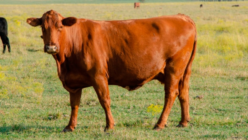 Cómo vigilar la silueta de las vacas a un bajo costo 