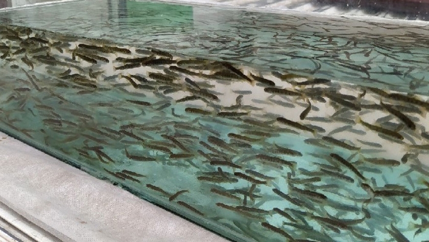 Desove y siembra de Truchas, un circuito que protege especies exóticas en aguas provinciales