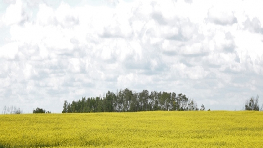 El sector agrícola puede desempeñar un papel fundamental en la recuperación económica de Canadá