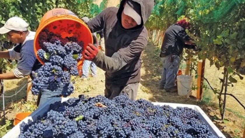 Acuerdo Mendoza-San Juan: el 26% de la cosecha 2019-2020 se destinará a la diversificación de la uva