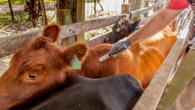 Fiebre aftosa: se llevan vacunados más de 50 millones de bovinos en la primera campaña