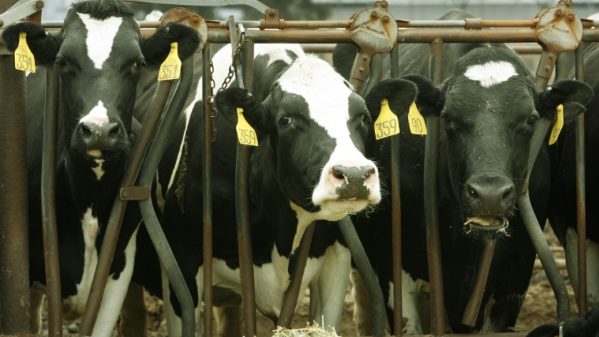 El gobierno nacional define medidas de emergencia en el mercado de carnes