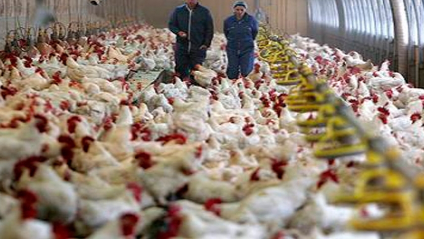 Ya están disponibles la nuevas escalas salariales para procesamiento de aves