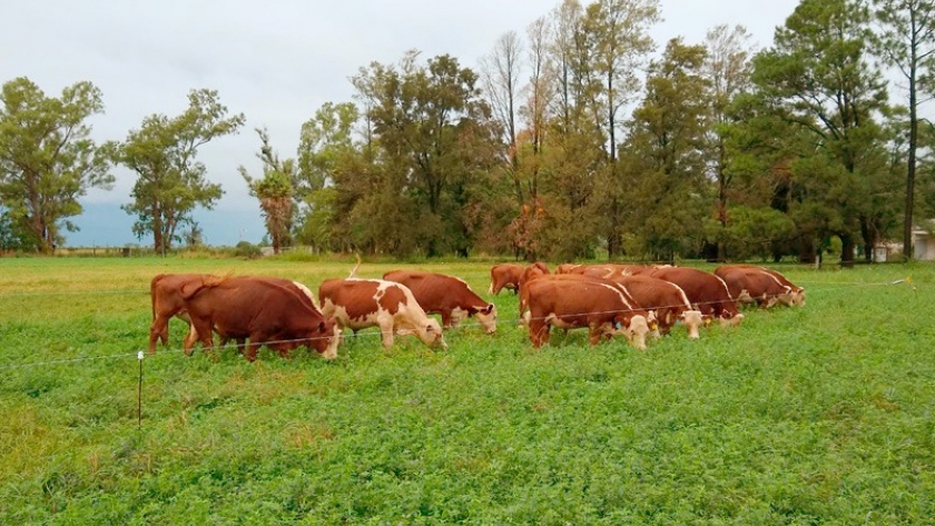 Agricultura brindará charla sobre una potente especie forrajera