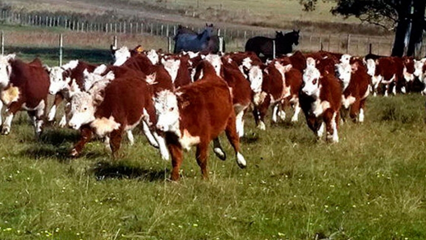 Uruguay: el peso de las carcasas aumentó a 259,5 kg