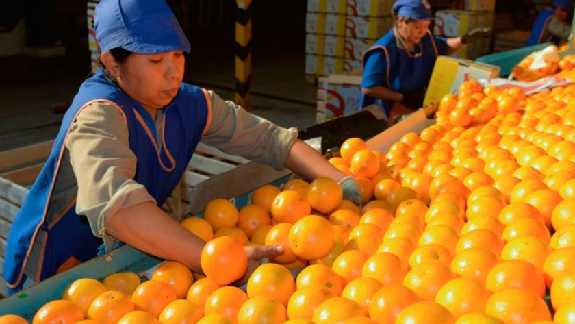 ¿Por qué las naranjas valen lo que valen?