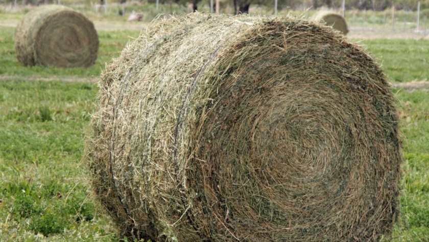 Primera exportación a China de fardos de alfalfa producidos en Santiago del Estero
