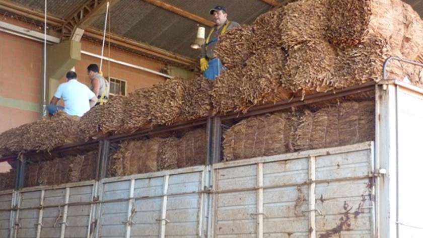 Tabaco: se regulariza el acopio en Misiones