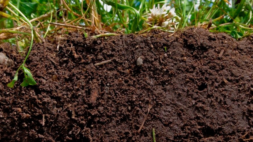 Microbiología: el camino para conservar la salud de los suelos