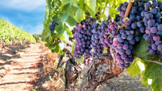 La Ruta del Vino de La Pampa crece y atrae turismo nacional