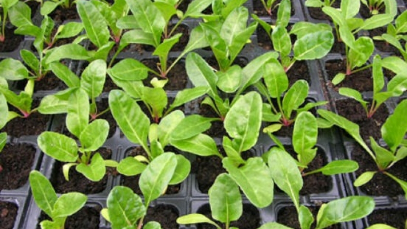 ¿Cómo cultivar Acelga?