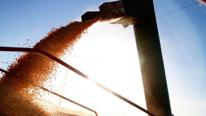 El maíz bate récords en todos los frentes: molienda y exportaciones