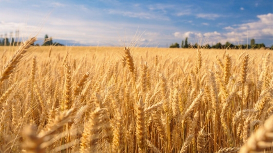 El trigo lidera las subas y ventas en el mercado de granos