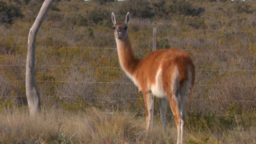 Guanacos vs. ovejas: una especie autóctona nunca puede ser una plaga