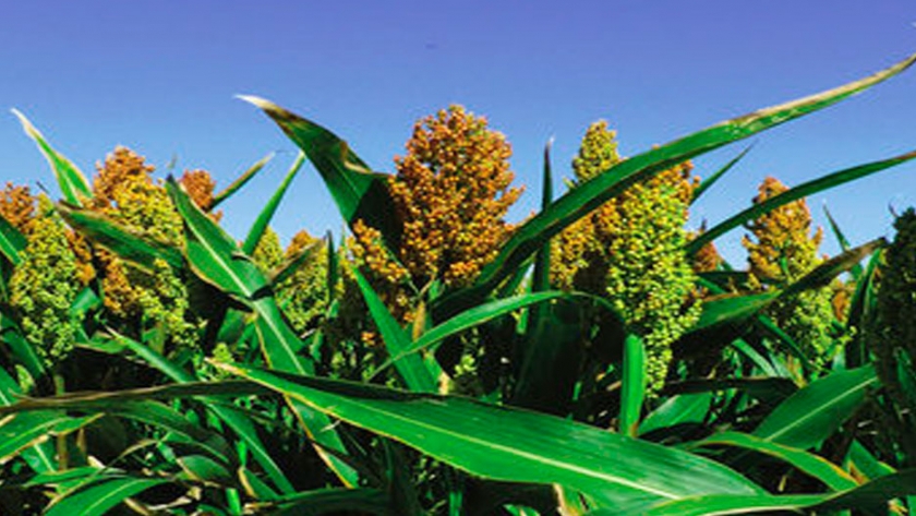 Sorgo Híbrido Forrajero Bardoble