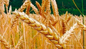 Por qué el trigo argentino pisará fuerte en el mercado asiático en 2020