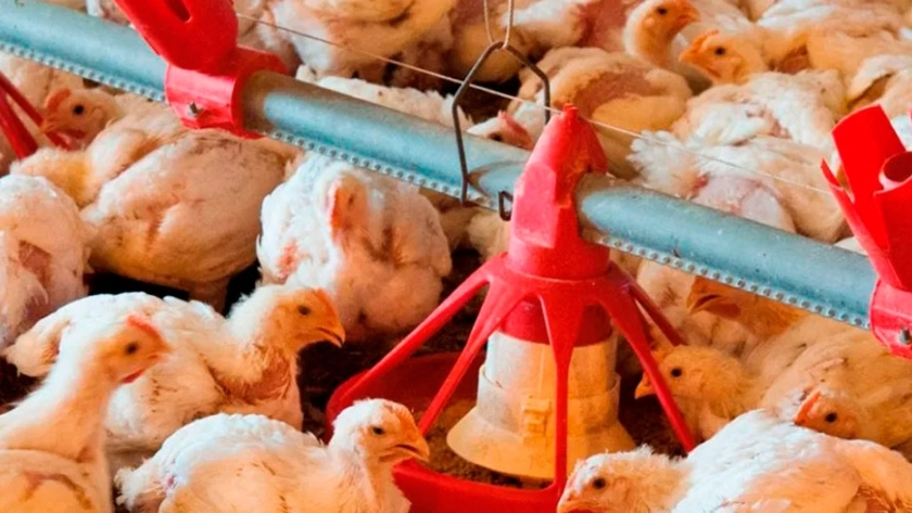 Coloración de pollos de engorde: Medidas técnicas para mejorar