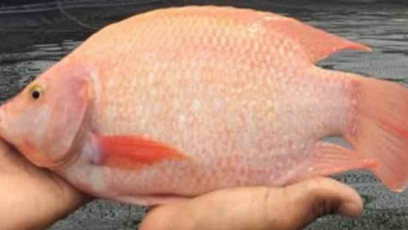 La Tilapia, la alternativa piscícola Venezolana