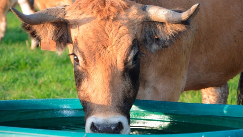 Con calor, el ganado consume hasta un 60% más de agua