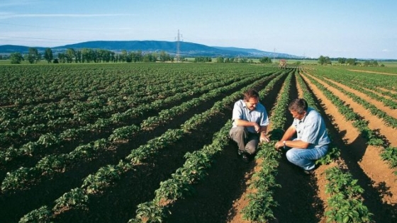 Bayer distribuirá un biológico de protección de cultivos derivado del ajo