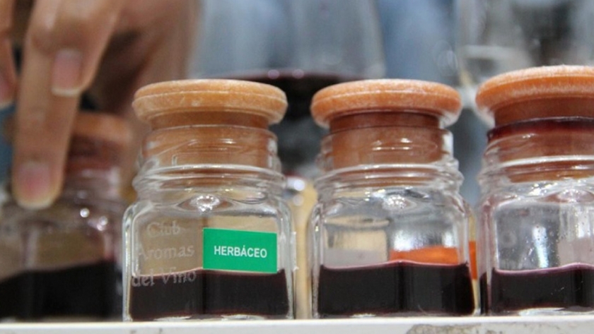 Estudian el impacto de los suelos salinos en los vinos y viñedos