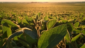 Los precios del maíz y la soja, estancados por el coronavirus