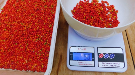 Avanza la investigación sobre semillas nativas para recuperar ecosistemas rioplatenses