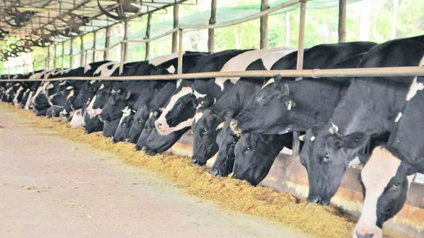 Utilización de tegumento de maní como suplemento alimentario en dietas de vacas lecheras