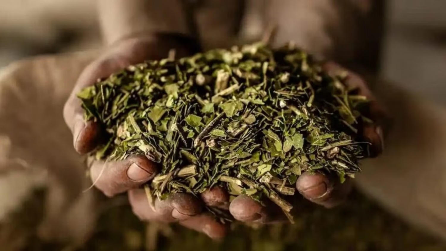 La yerba mate argentina gana nuevos mercados: India abre sus puertas y el Reino Unido impulsa su consumo con un proyecto de Alexis Mac Allister