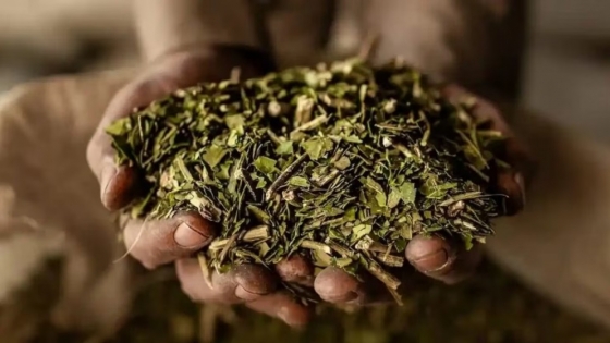 La yerba mate argentina gana nuevos mercados: India abre sus puertas y el Reino Unido impulsa su consumo con un proyecto de Alexis Mac Allister