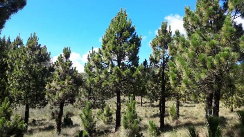 Superficie forestal argentina crece 48.000 hectáreas con pino y eucaliptus