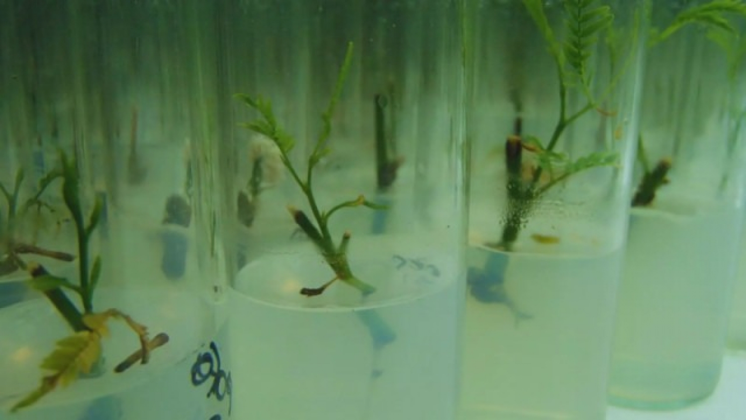 Biotecnología argentina impulsa la recuperación del algarrobo blanco