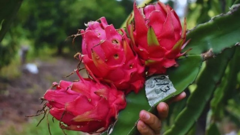 El INTA impulsa la producción de pitahaya