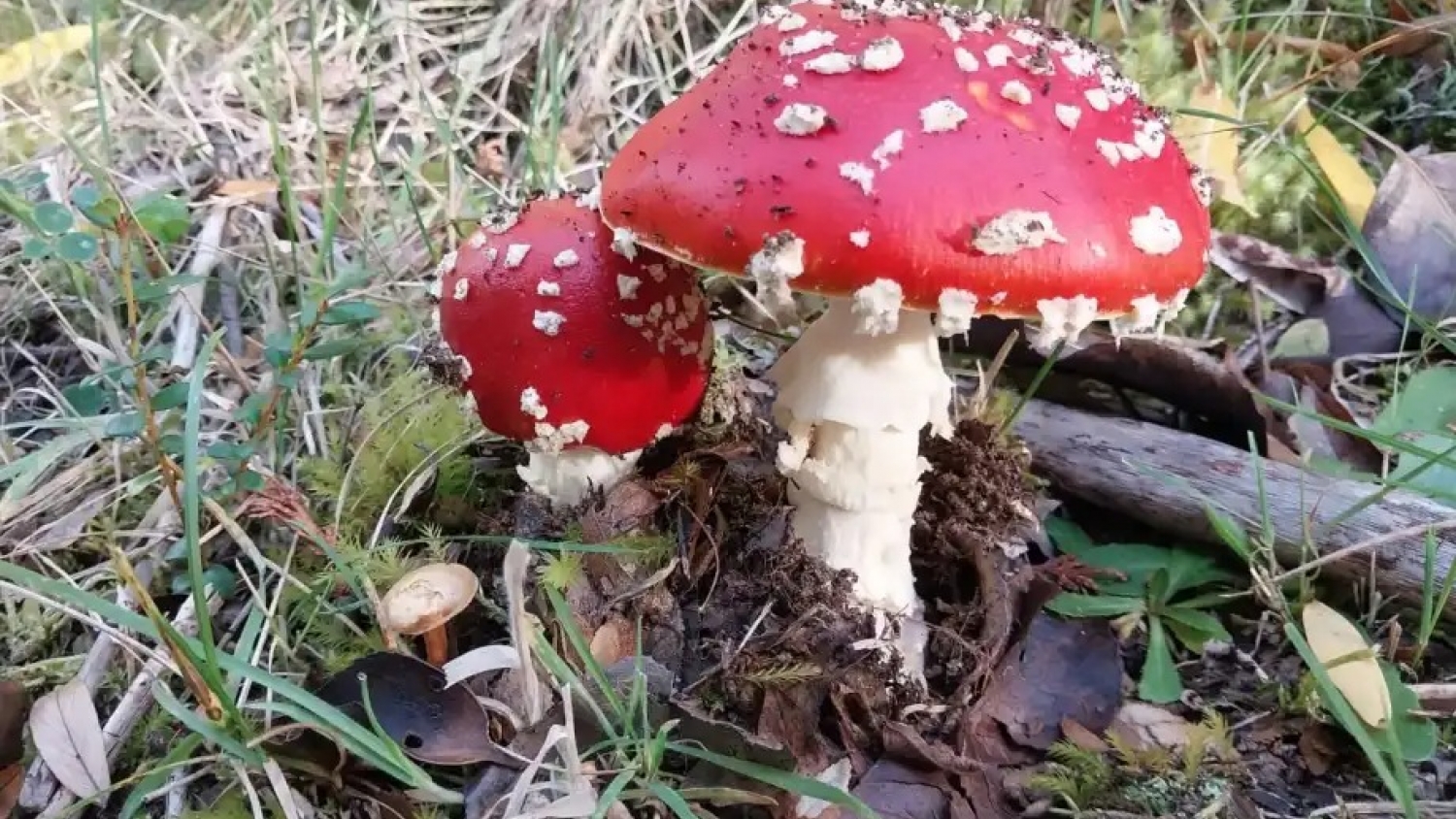 Amanita muscaria: expansión y nuevas investigaciones