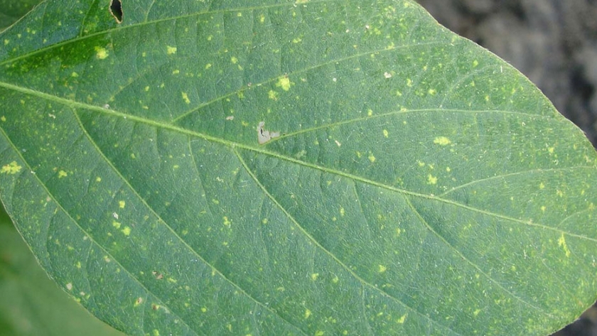 Alerta ante detección de focos de roya de la soja
