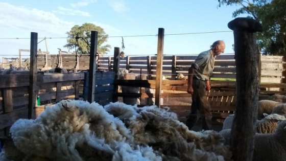 Además de lograr un cordero agroecológico, una cooperativa de Las Flores trabaja para resolver el eterno problema de la lana: “Con lo que te pagan no te alcanza ni para pagarle al esquilador”