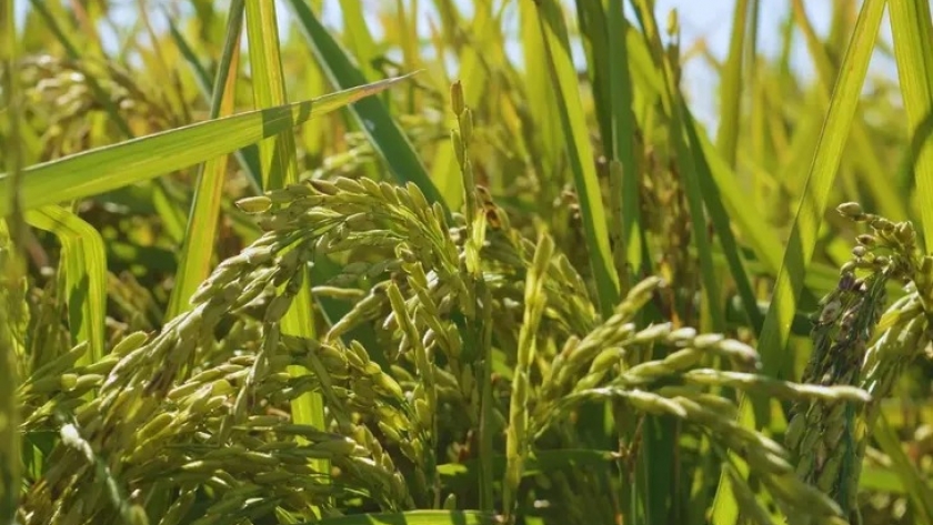 Lanzan una nueva variedad de arroz de alta calidad