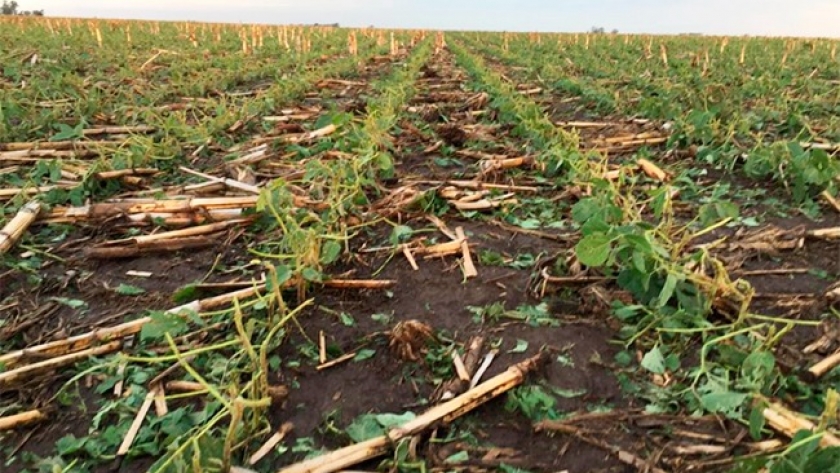 Doble granizada en Córdoba: destrucción masiva en cultivos y un futuro incierto para productores