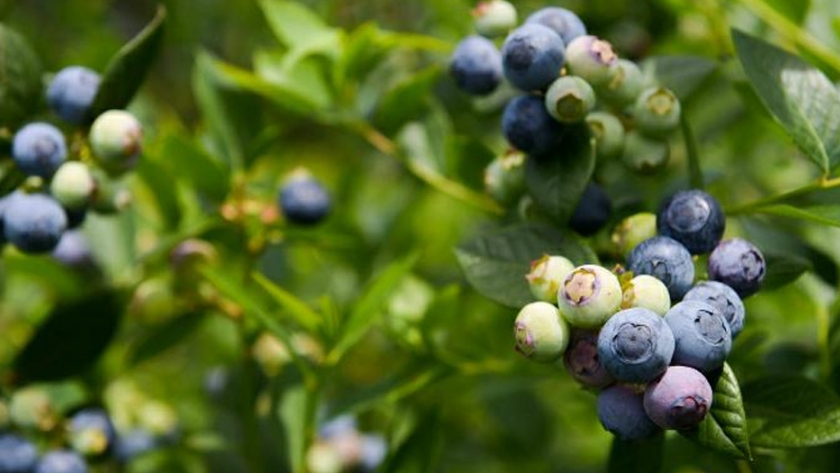 Agricultura otorga el Sello de Calidad "Alimentos Argentinos" a empresas de limones tucumanos y de arándanos misioneros