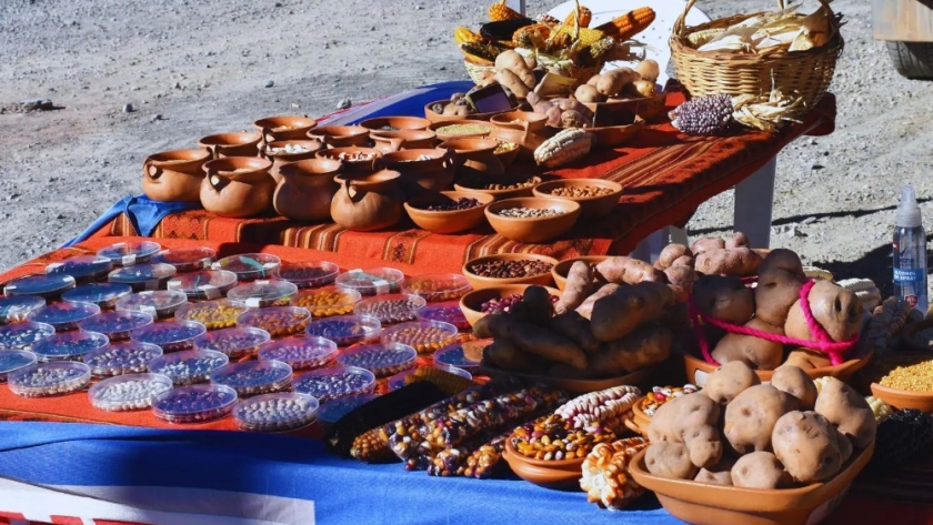 Estrategias e innovaciones para recuperar la agrobiodiversidad local en la Puna catamarqueña