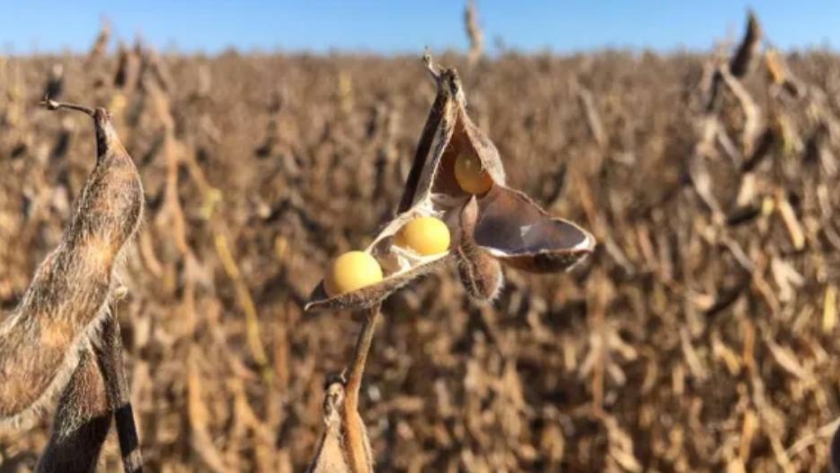 La soja se transformó en un cultivo inviable en el NOA