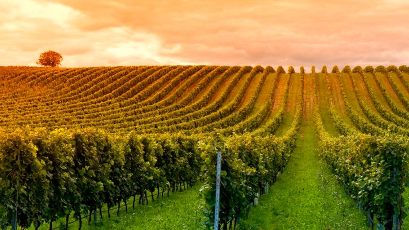 Viticultura ecológica