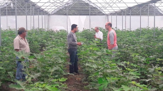 Innovador proyecto usa invernaderos y nuevos métodos de cultivo para triplicar producción de higos